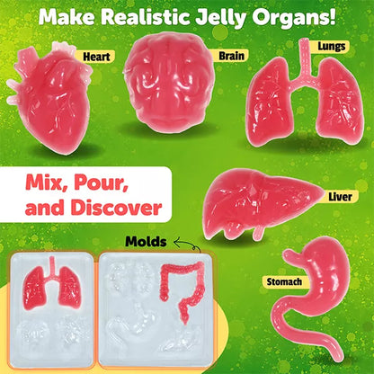 Butterfly Edufields Squishy Organs Making Kit | 35Gross Science Experiments