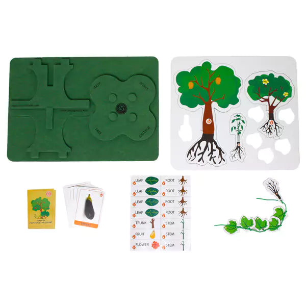 Parts of Plants – Grade 2 STEM Kit | DIY school kit